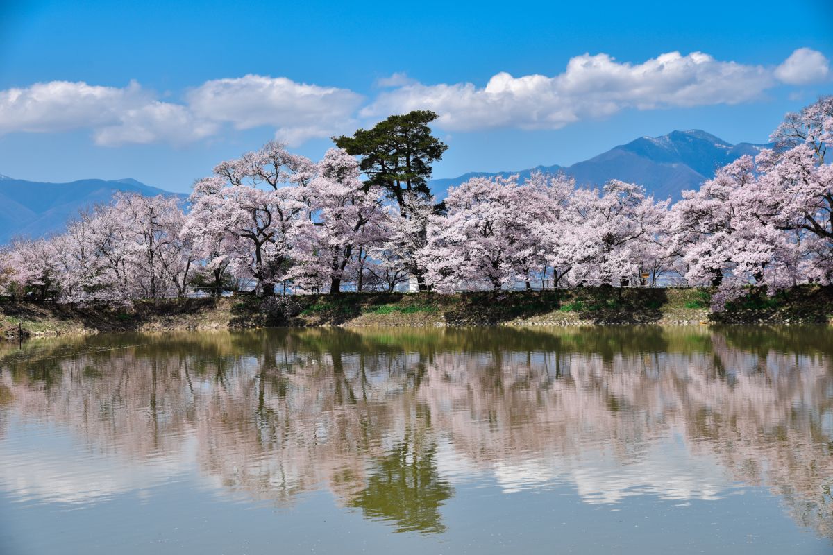 南信州の桜旅　六道の堤